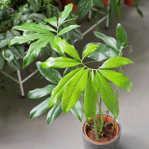Philodendron Goeldii - View 9 from www redcrocus com