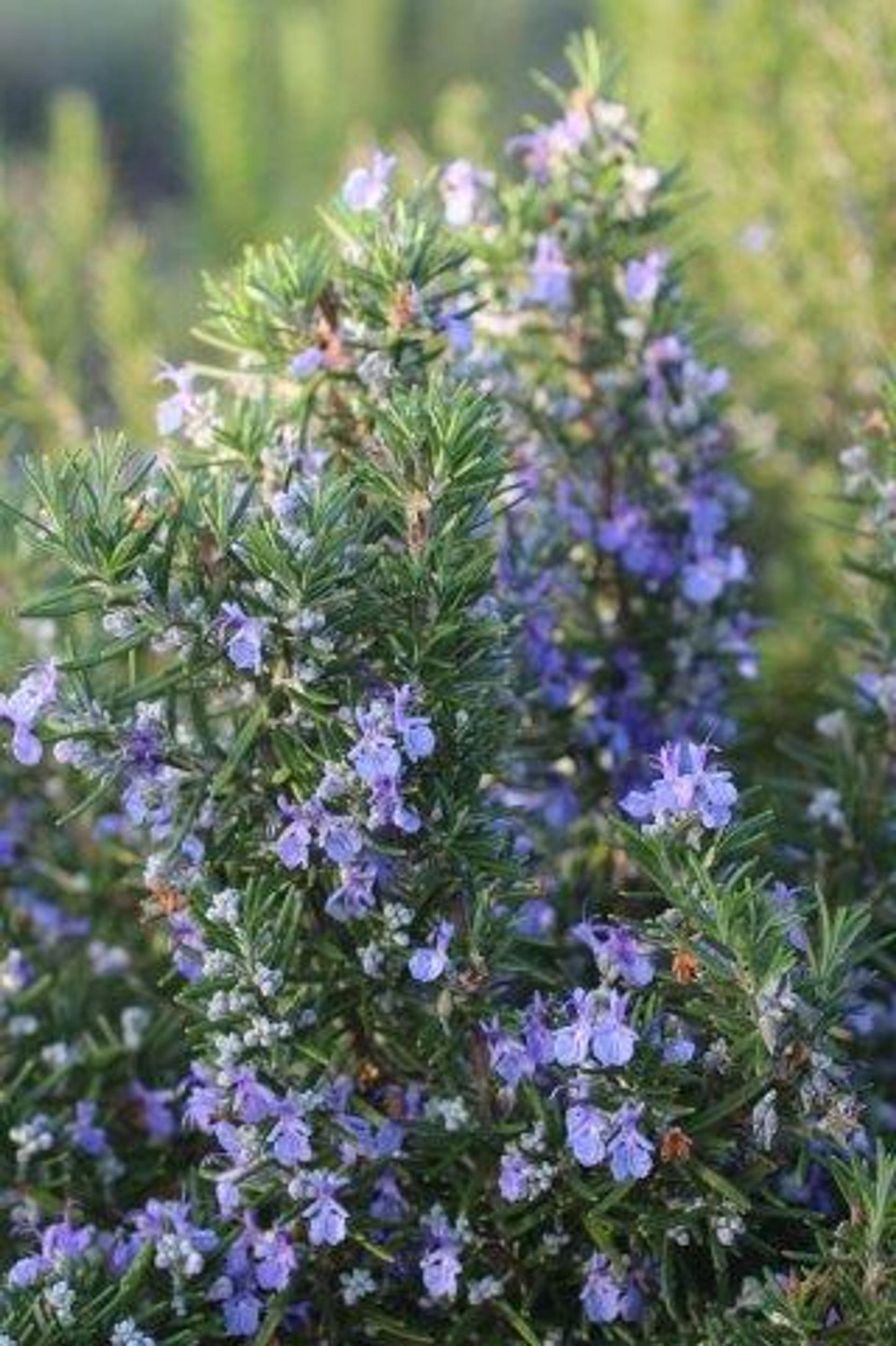 Rosmarinus Officinalis 'tuscan Blue' - View 12 from www redcrocus com