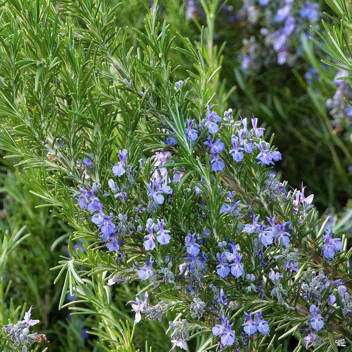 Rosmarinus Officinalis 'tuscan Blue' - View 14 from www redcrocus com