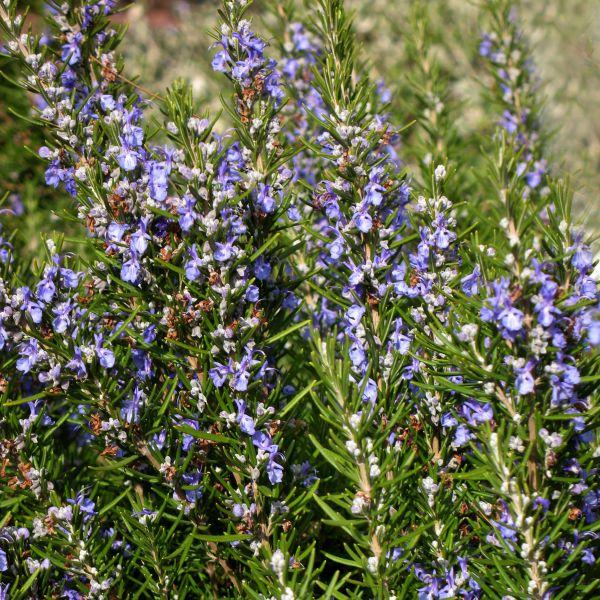 Rosmarinus Officinalis 'tuscan Blue' - View 15 from www redcrocus com