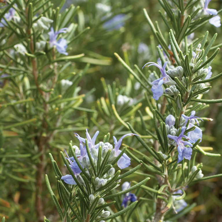 Rosmarinus Officinalis 'tuscan Blue' - View 4 from www redcrocus com