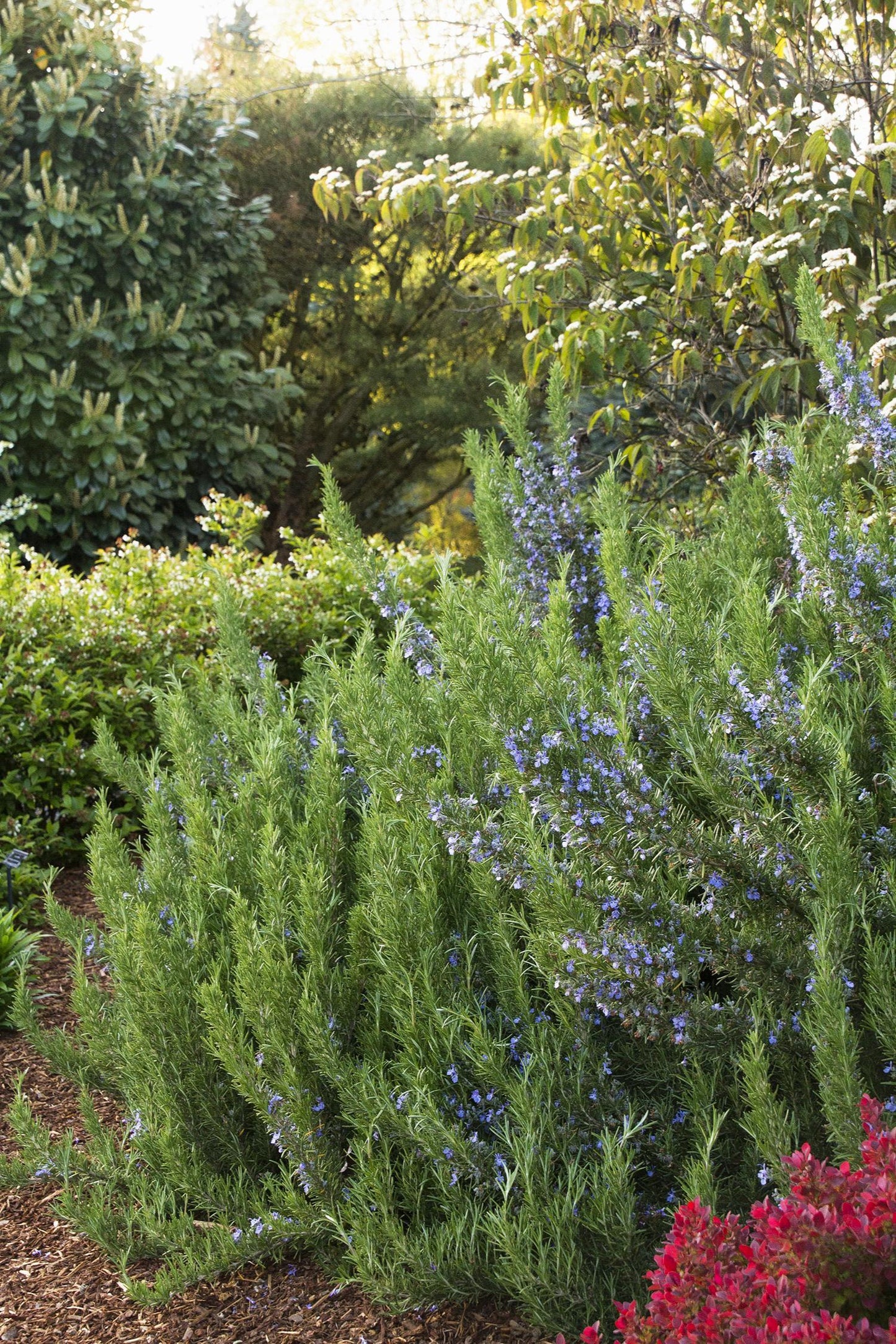 Rosmarinus Officinalis 'tuscan Blue' - View 8 from www redcrocus com