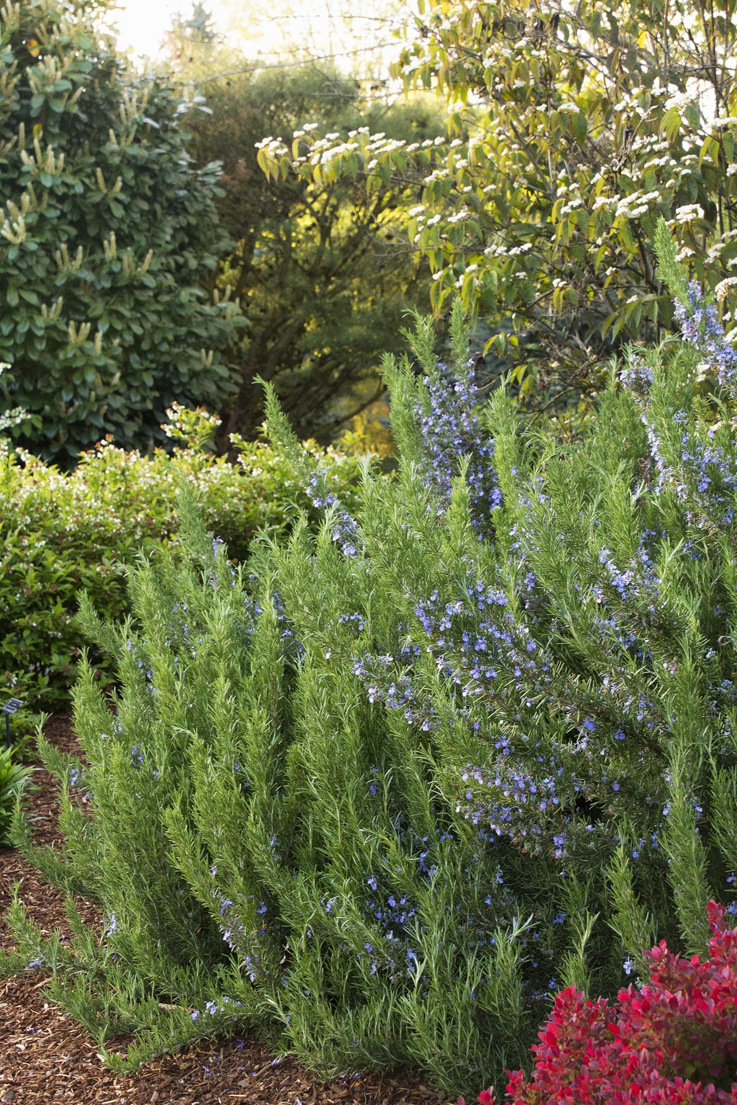 Rosmarinus Officinalis 'tuscan Blue' - View 8 from www redcrocus com