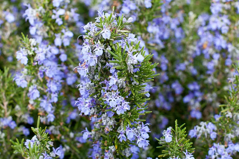 Rosmarinus Officinalis 'tuscan Blue' - View 9 from www redcrocus com