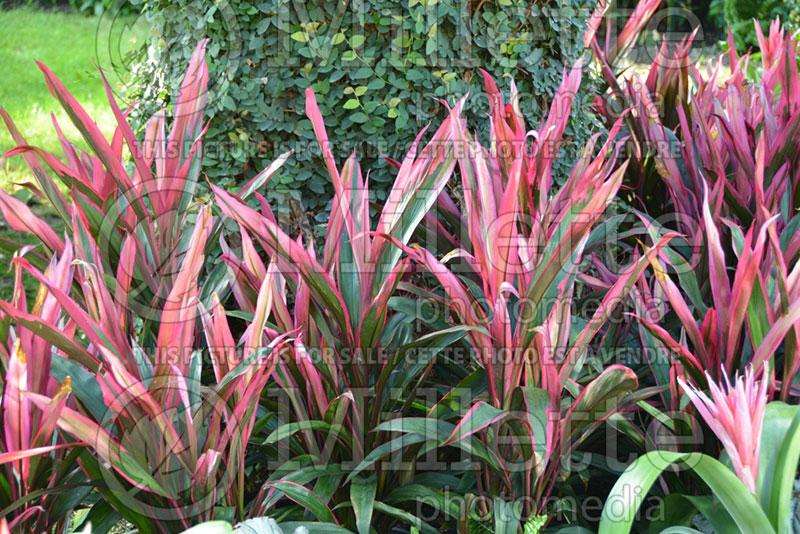 Cordyline Fruticosa 'pink Pepper' - View 12 from www redcrocus com