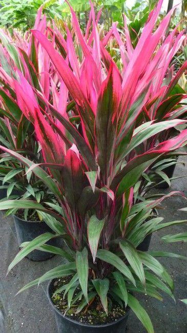 Cordyline Fruticosa 'pink Pepper' - View 14 from www redcrocus com