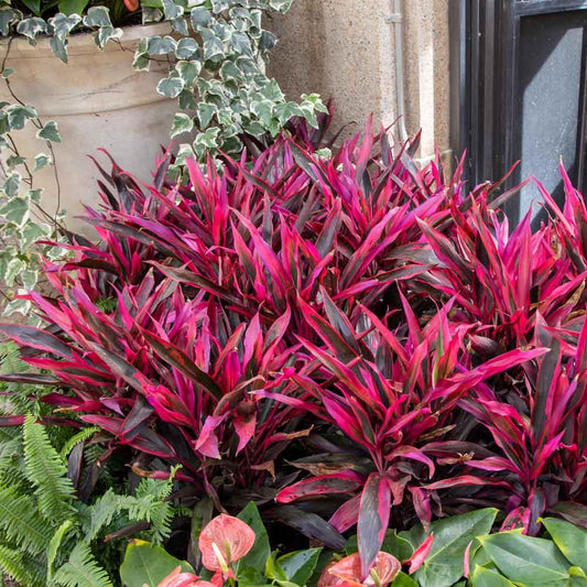 Cordyline Fruticosa 'pink Pepper' - View 1 from www redcrocus com