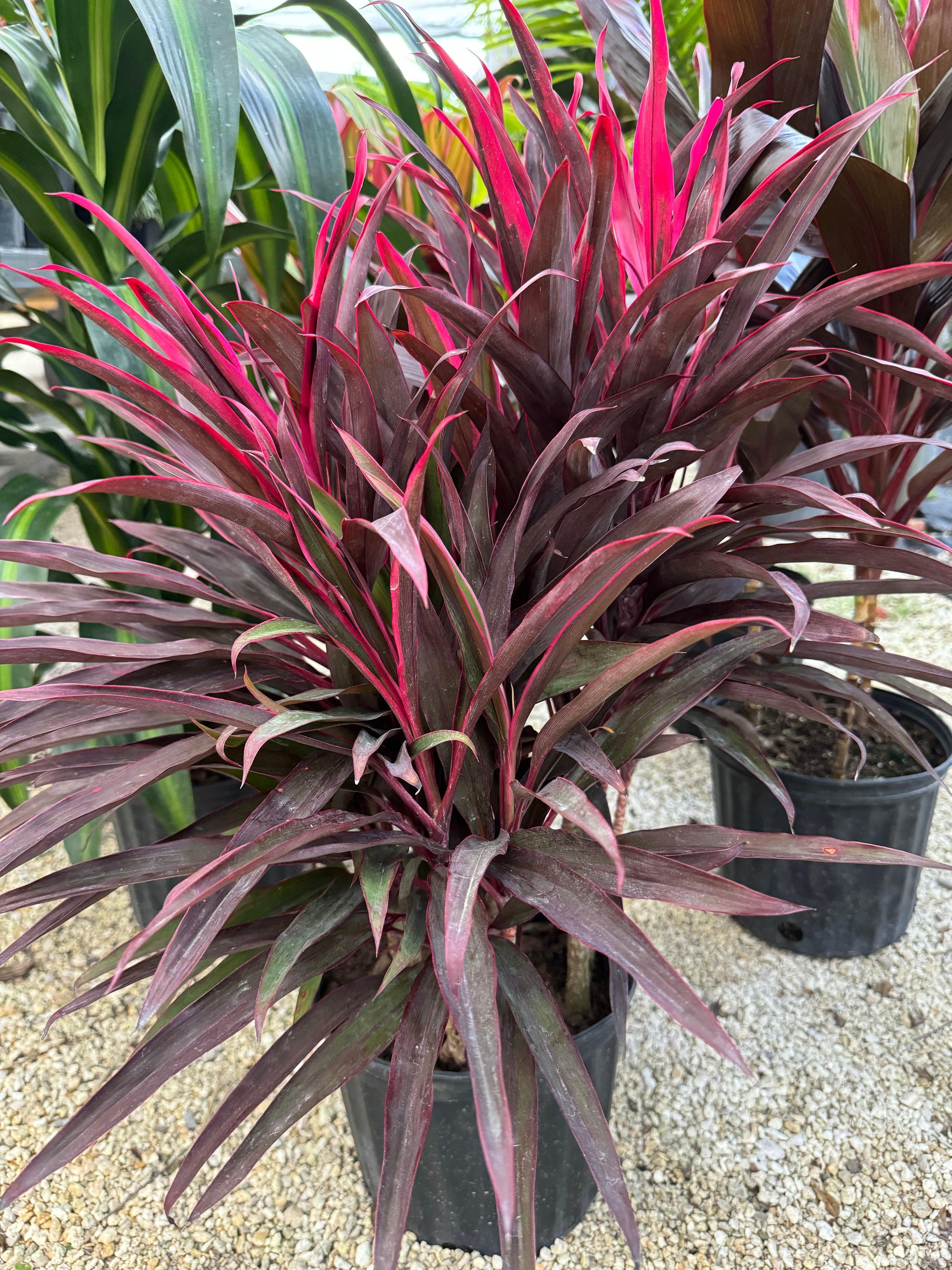 Cordyline Fruticosa 'pink Pepper' - View 3 from www redcrocus com