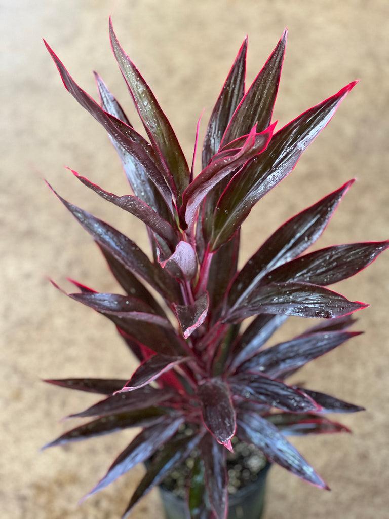 Cordyline Fruticosa 'pink Pepper' - View 8 from www redcrocus com