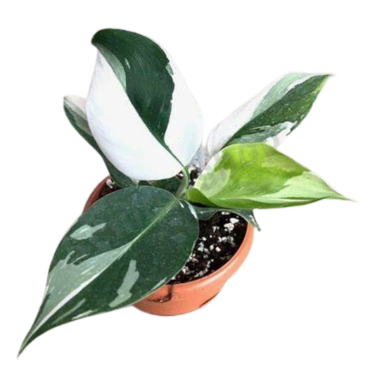 Philodendron 'white Wizard', Totem - View 10 from www redcrocus com