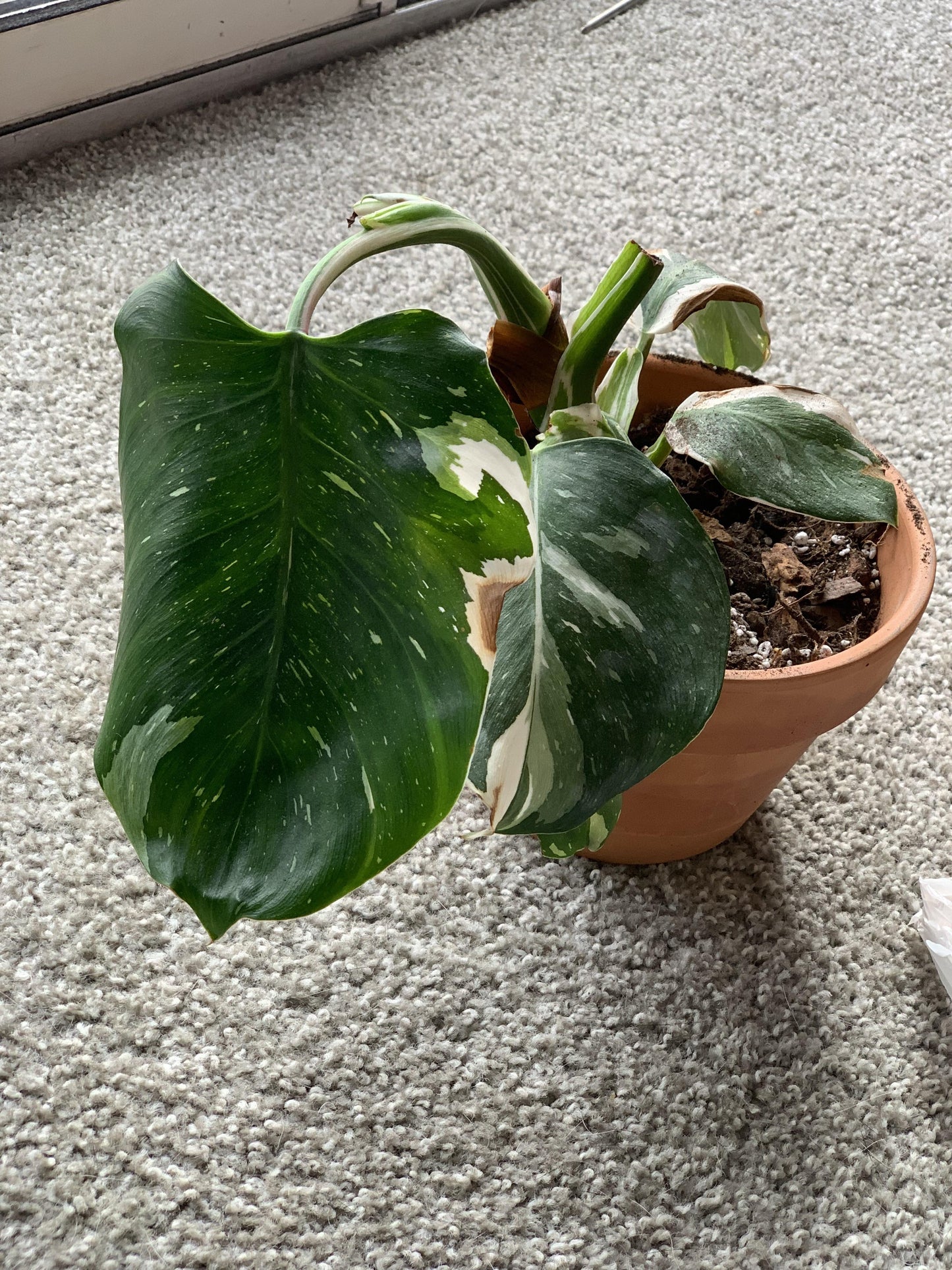 Philodendron 'white Wizard', Totem - View 16 from www redcrocus com