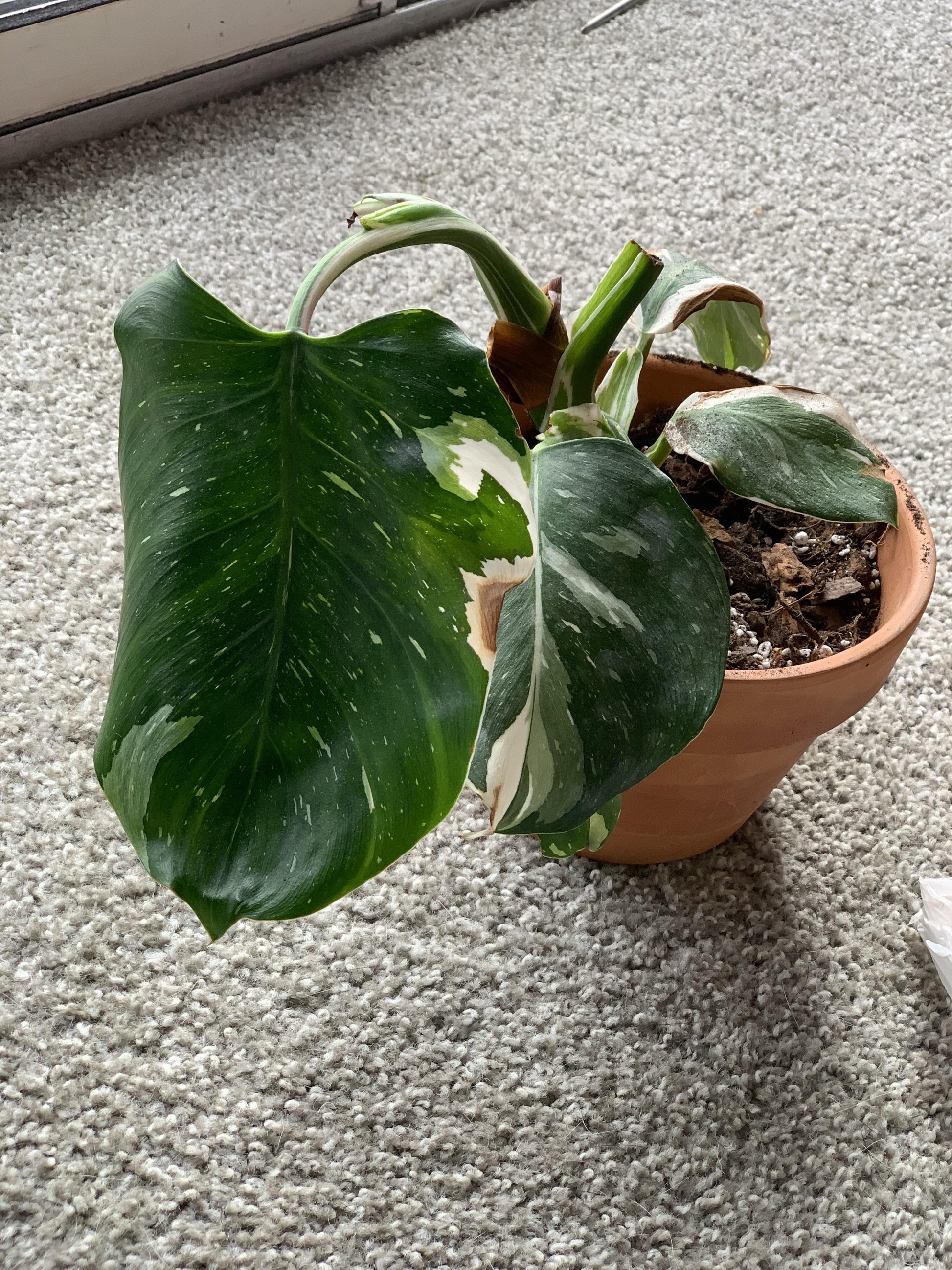 Philodendron 'white Wizard', Totem - View 16 from www redcrocus com