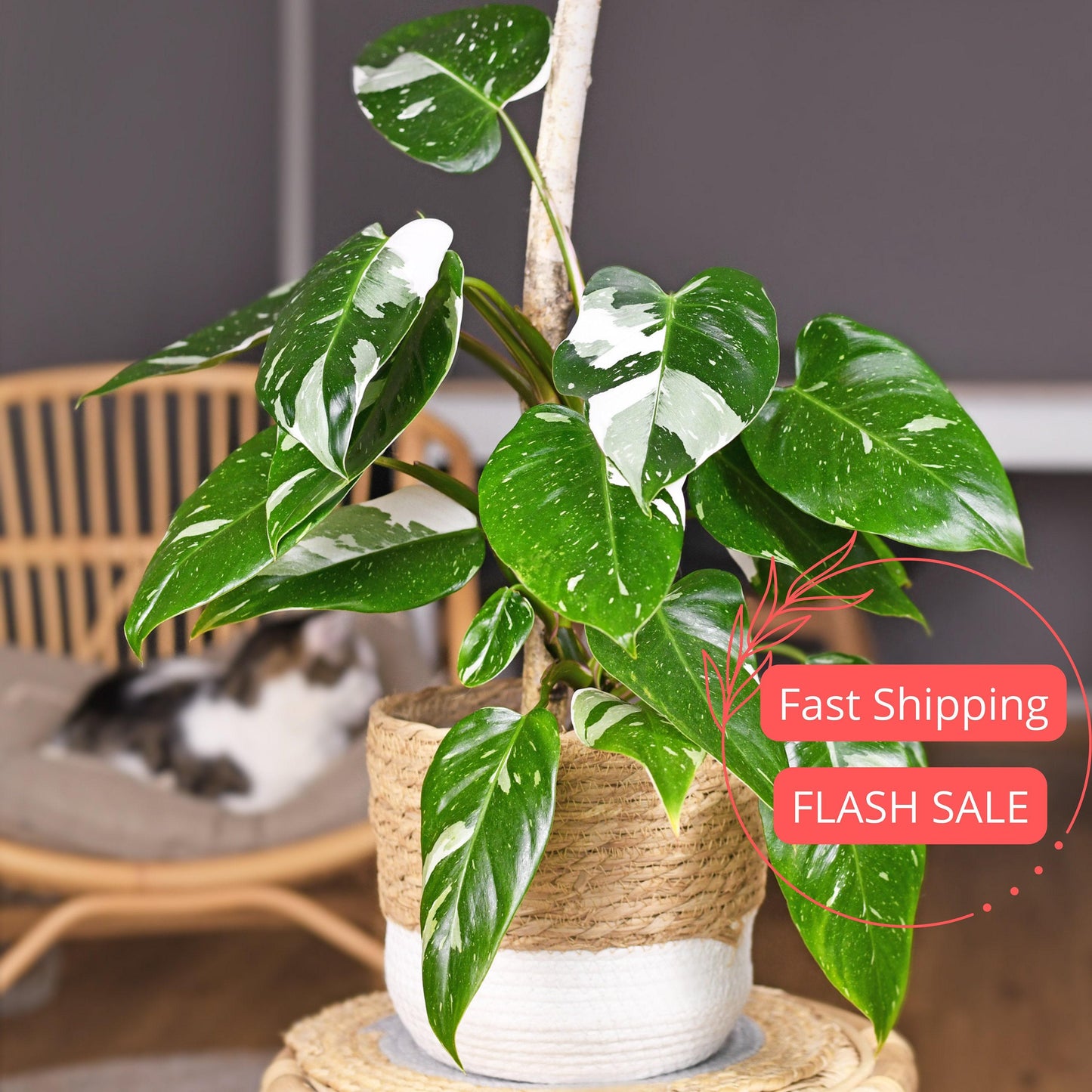 Philodendron 'white Wizard', Totem - View 6 from www redcrocus com