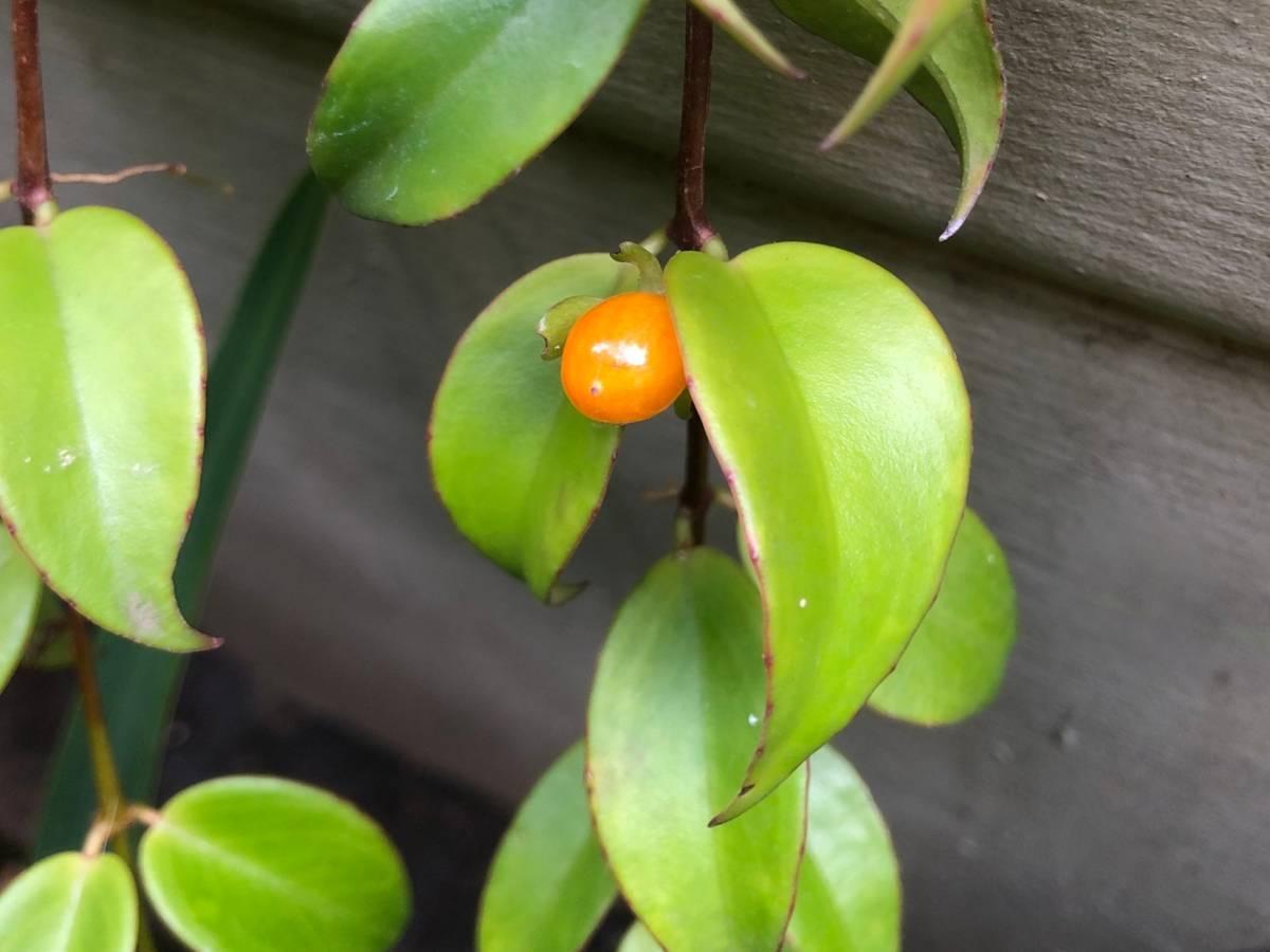 Codonanthe, Assorted - View 10 from www redcrocus com