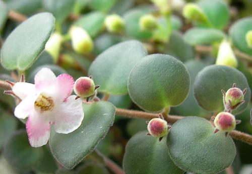 Codonanthe, Assorted - View 13 from www redcrocus com