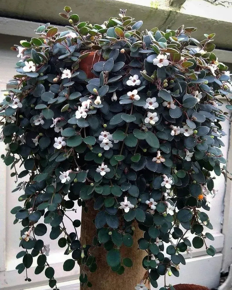 Codonanthe, Assorted - View 1 from www redcrocus com