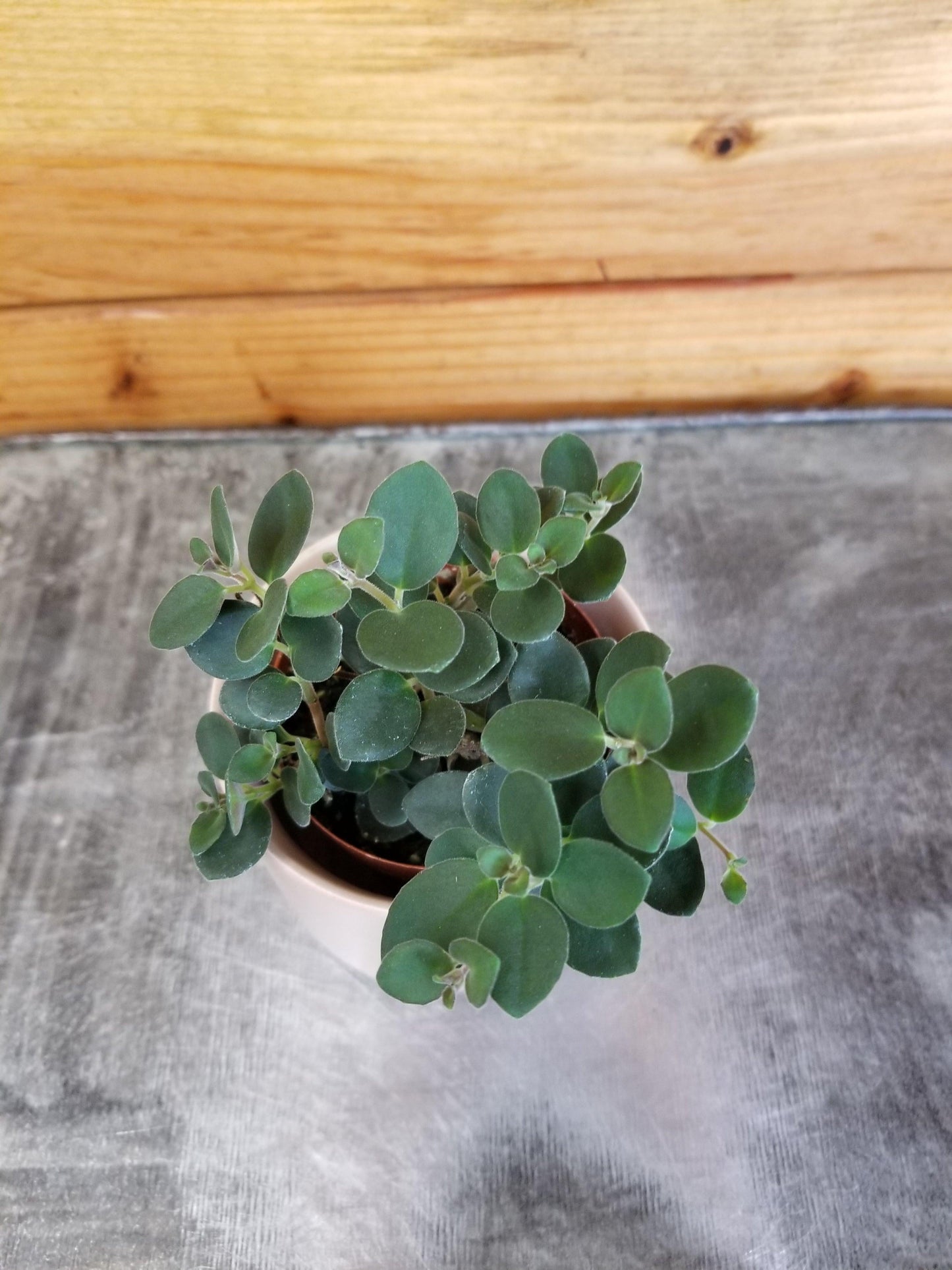 Codonanthe, Assorted - View 8 from www redcrocus com