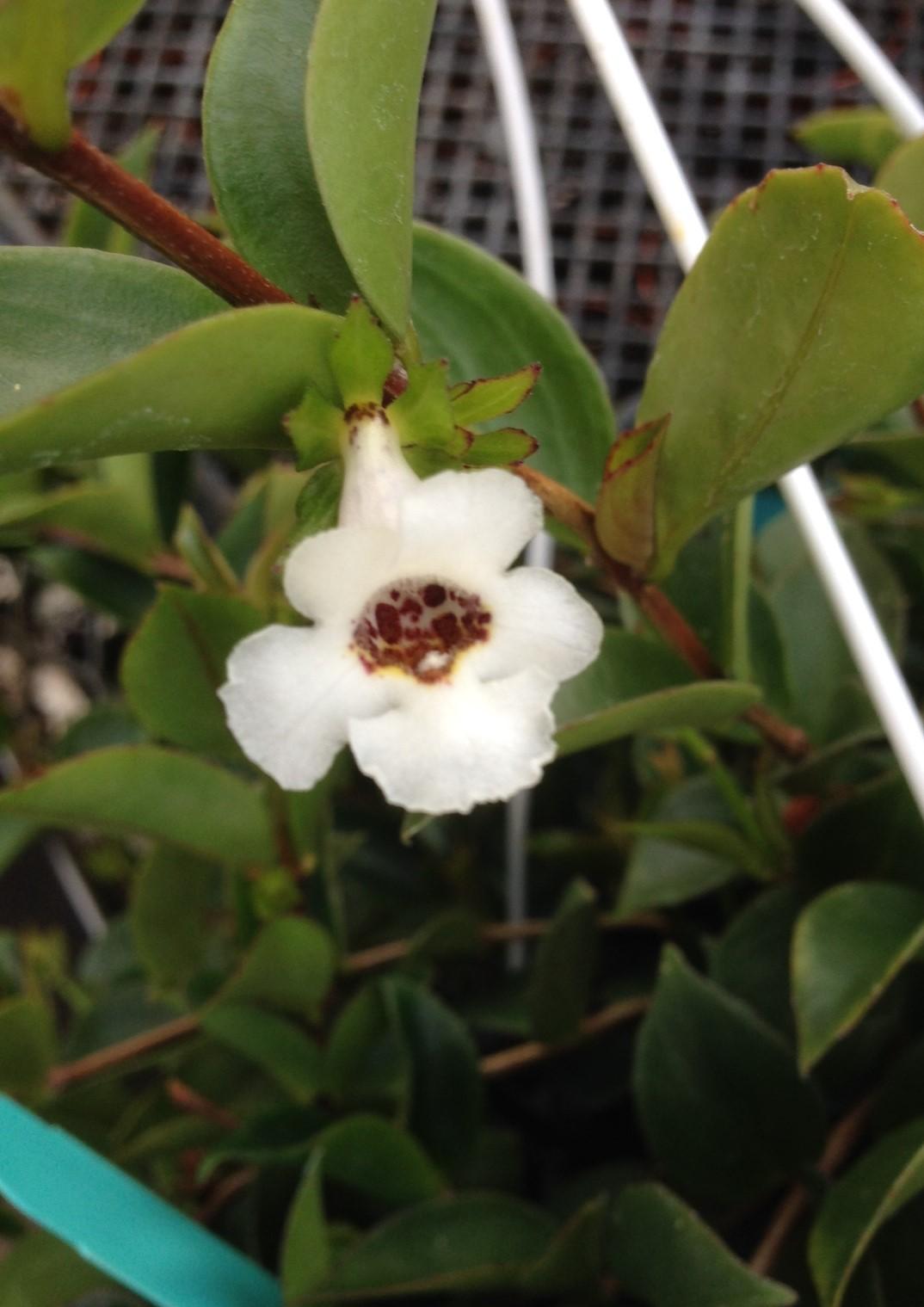 Codonanthe, Assorted - View 9 from www redcrocus com