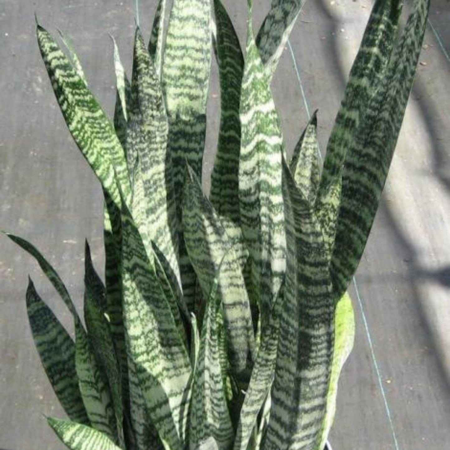 Sansevieria 'wintergreen' - View 12 from www redcrocus com