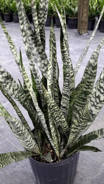 Sansevieria 'wintergreen' - View 1 from www redcrocus com