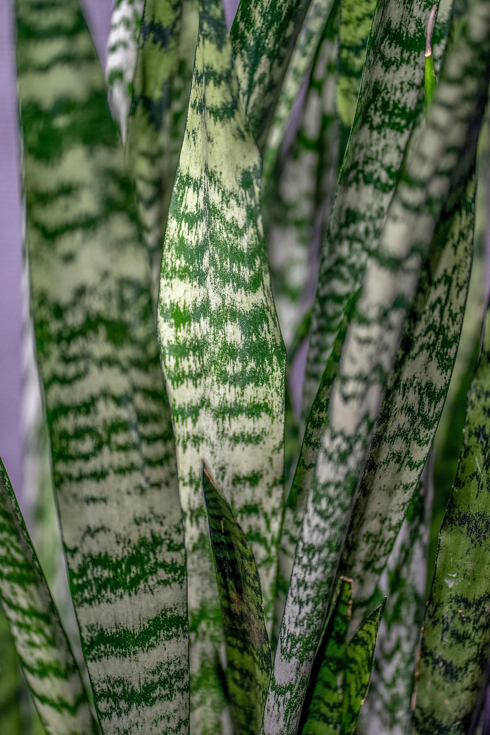 Sansevieria 'wintergreen' - View 4 from www redcrocus com