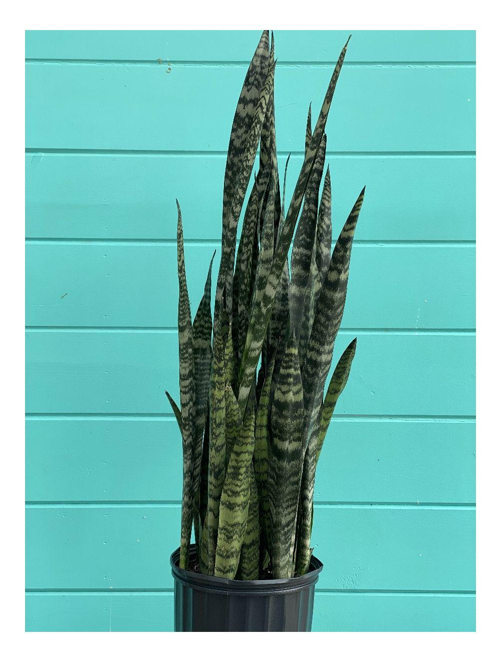 Sansevieria 'wintergreen' - View 9 from www redcrocus com