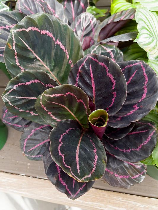 Calathea 'color Beauty' - View 1 from www redcrocus com