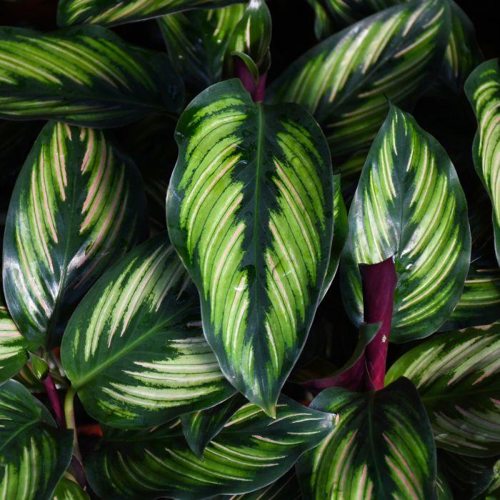 Calathea 'color Beauty' - View 9 from www redcrocus com