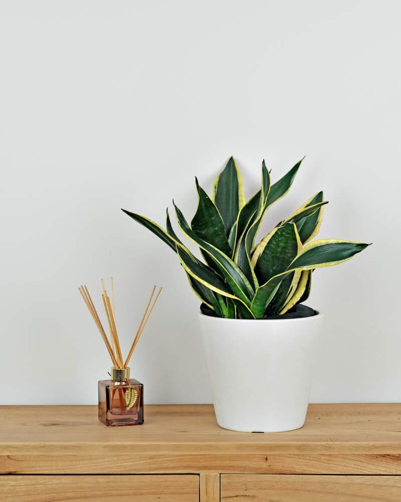 Sansevieria 'black Futura Goldedge' - View 18 from www redcrocus com