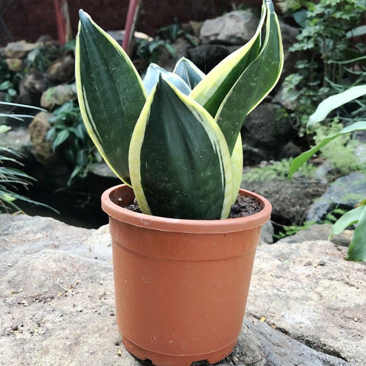 Sansevieria 'black Futura Goldedge' - View 1 from www redcrocus com