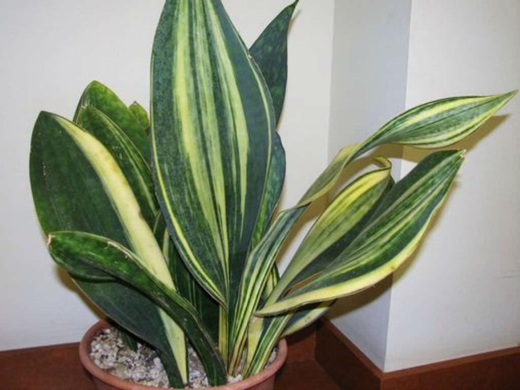 Sansevieria Masoniana Variegata - View 12 from www redcrocus com