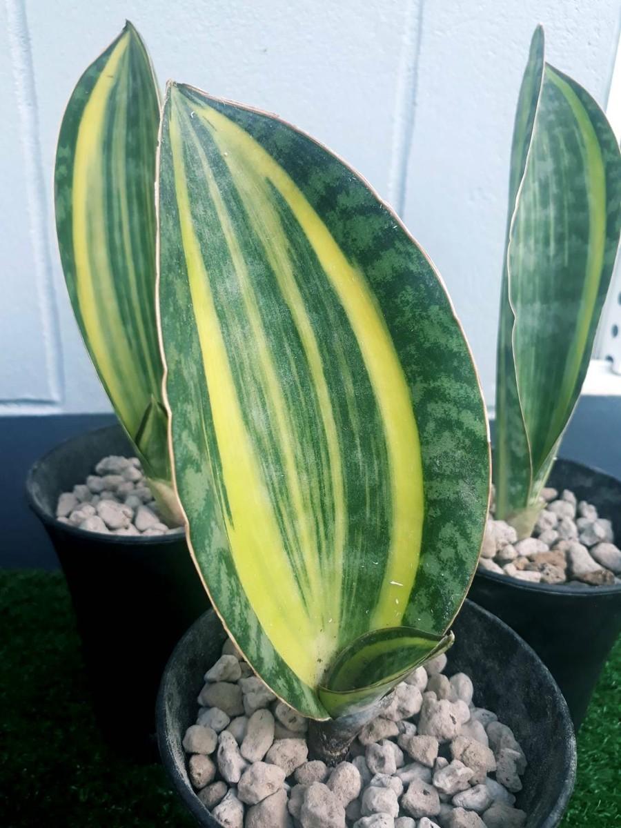 Sansevieria Masoniana Variegata - View 13 from www redcrocus com