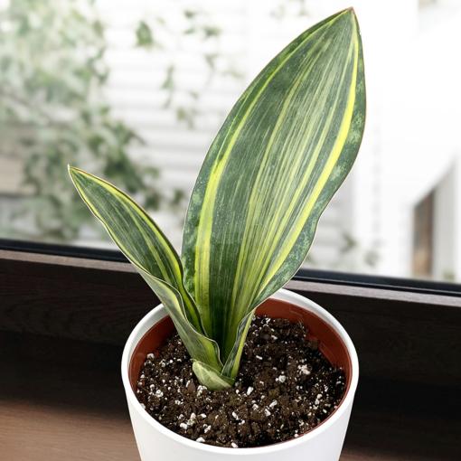 Sansevieria Masoniana Variegata - View 1 from www redcrocus com