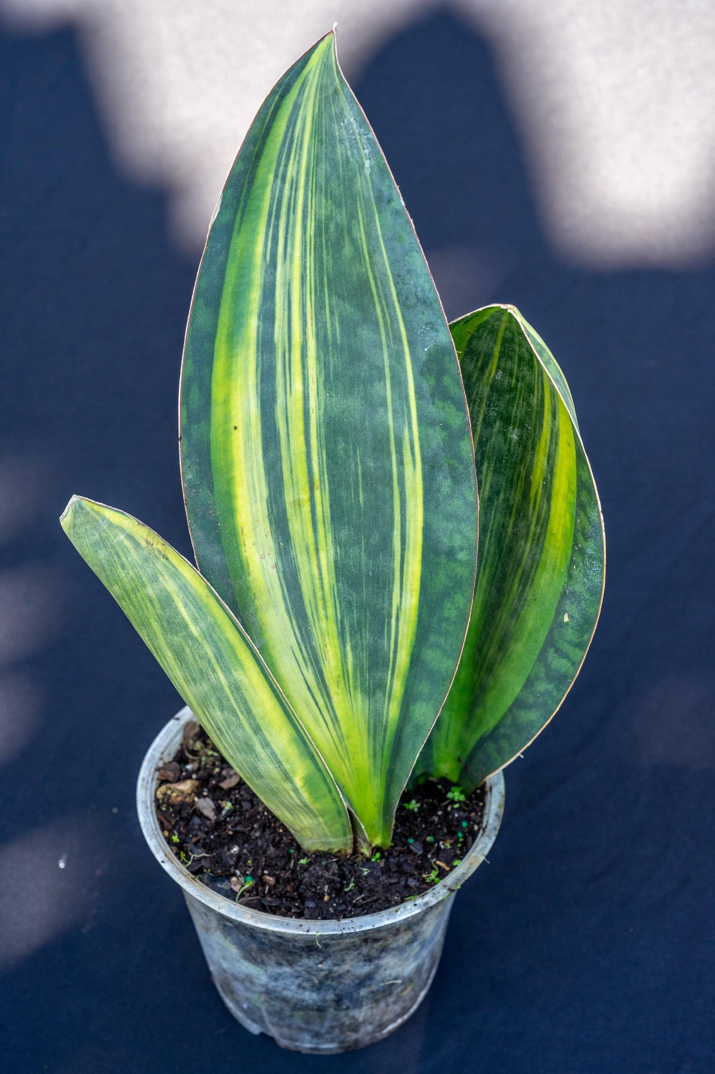 Sansevieria Masoniana Variegata - View 4 from www redcrocus com