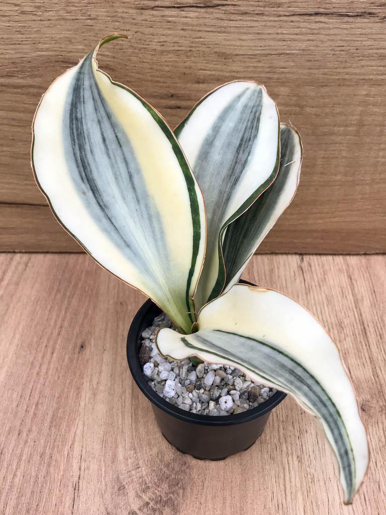 Sansevieria Masoniana Variegata - View 5 from www redcrocus com