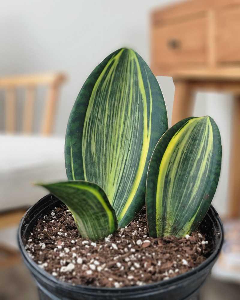 Sansevieria Masoniana Variegata - View 6 from www redcrocus com