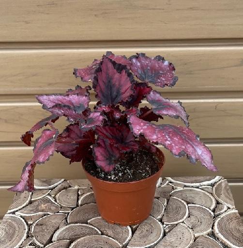 Begonia Rex, Assorted - View 14 from www redcrocus com