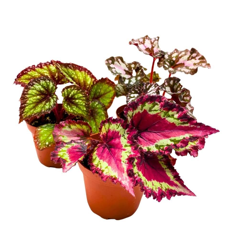 Begonia Rex, Assorted - View 15 from www redcrocus com
