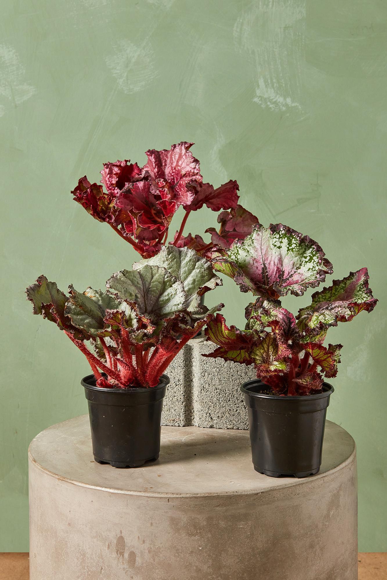 Begonia Rex, Assorted - View 16 from www redcrocus com