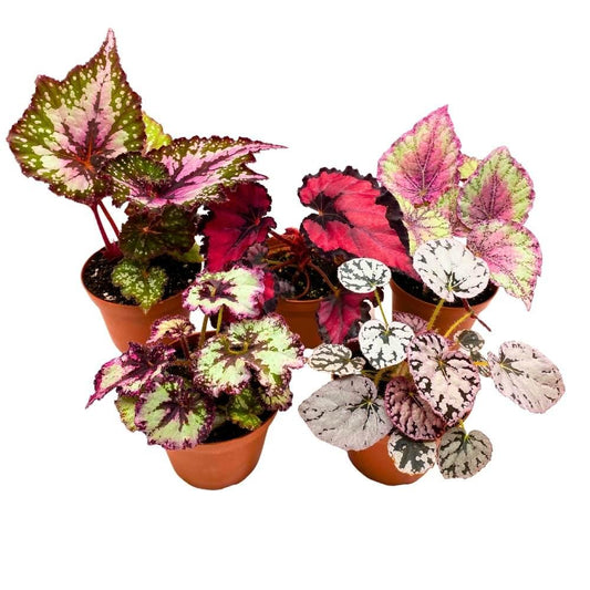 Begonia Rex, Assorted - View 1 from www redcrocus com