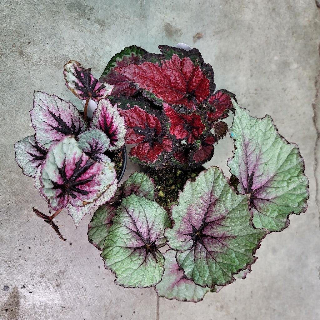 Begonia Rex, Assorted - View 3 from www redcrocus com