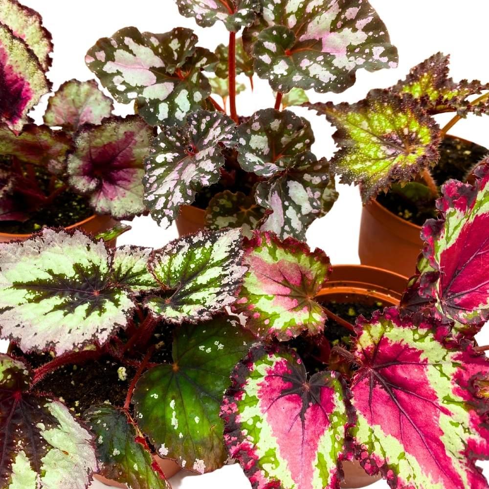 Begonia Rex, Assorted - View 4 from www redcrocus com