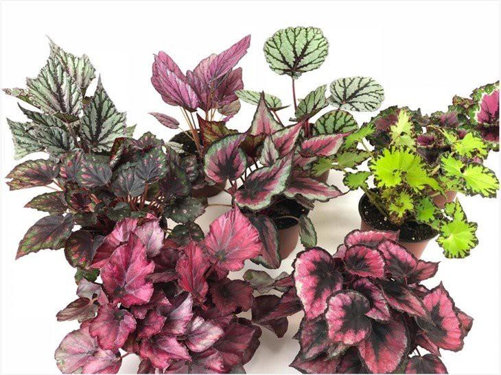 Begonia Rex, Assorted - View 9 from www redcrocus com