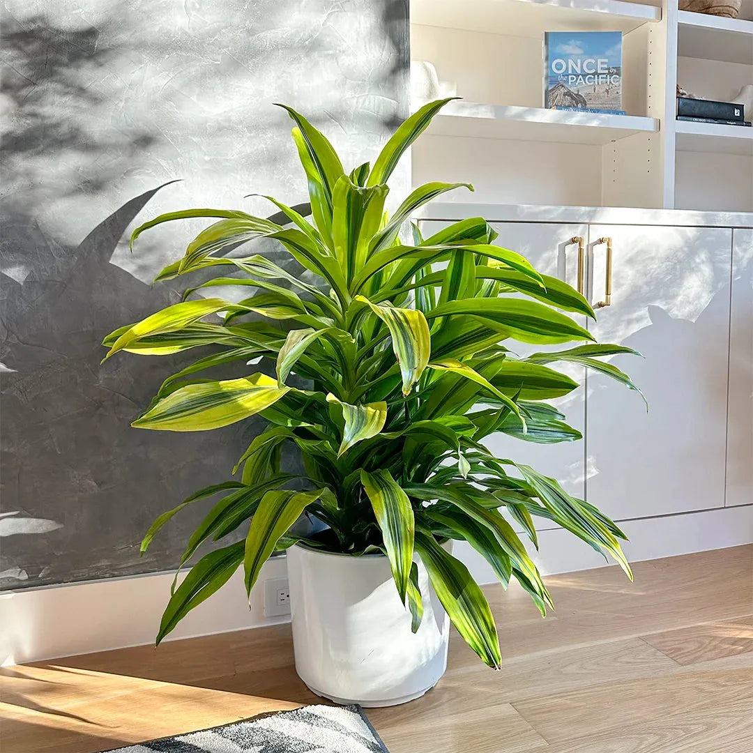 Dracaena Deremensis 'lemon Lime' Bush - View 12 from www redcrocus com