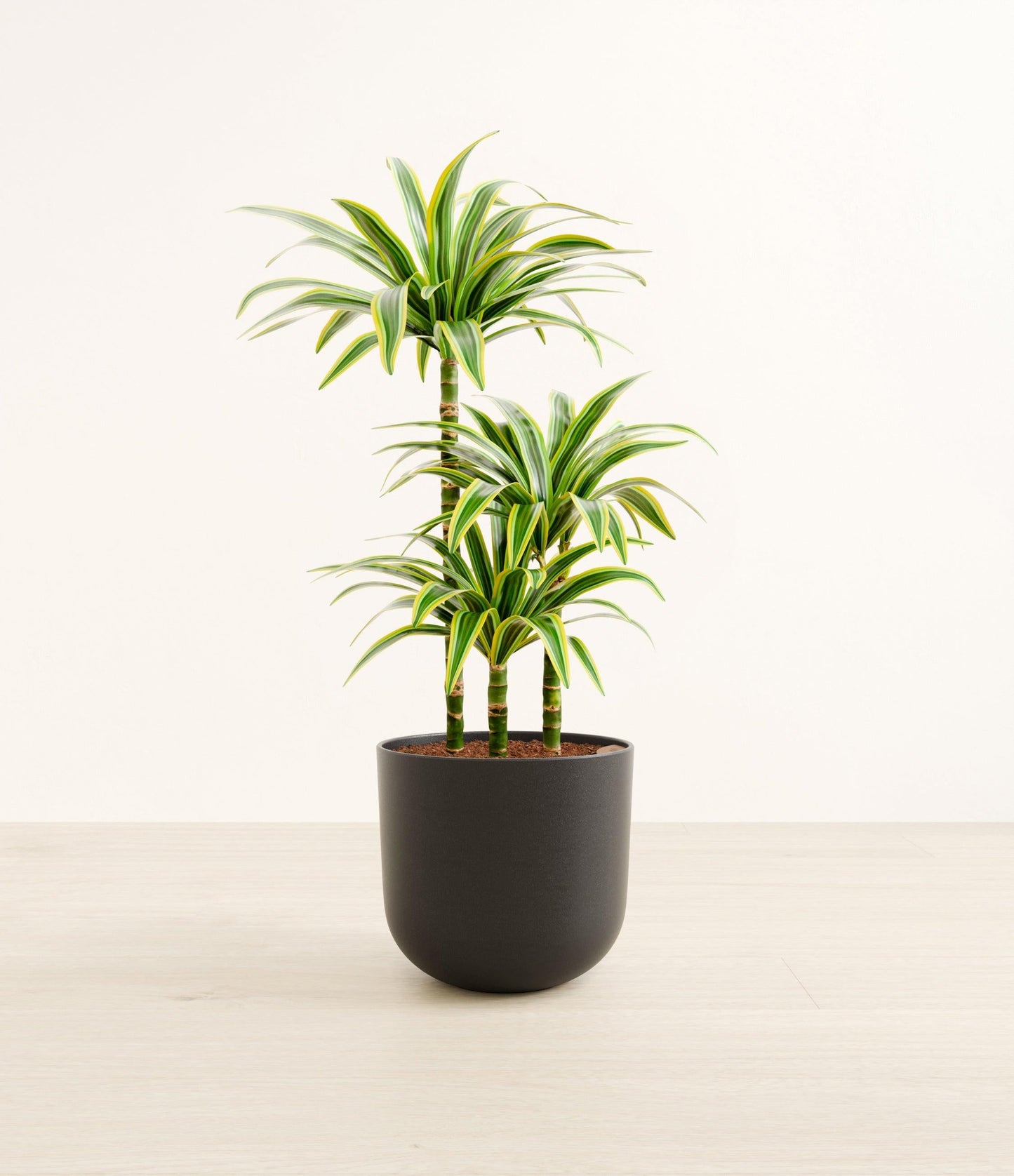 Dracaena Deremensis 'lemon Lime' Bush - View 13 from www redcrocus com