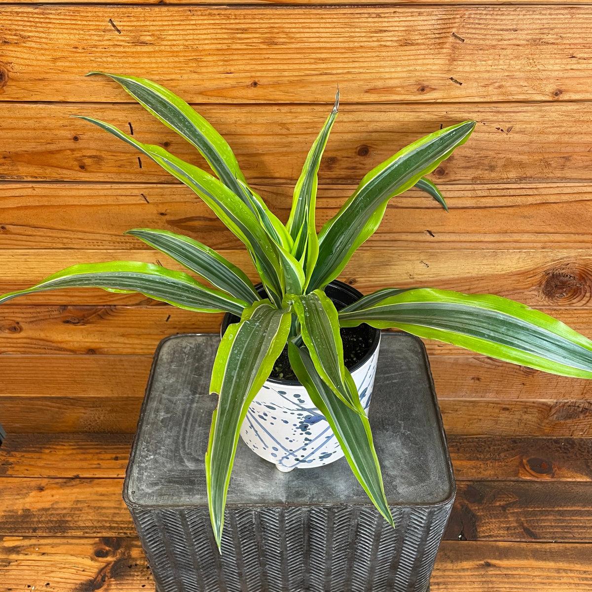 Dracaena Deremensis 'lemon Lime' Bush - View 19 from www redcrocus com