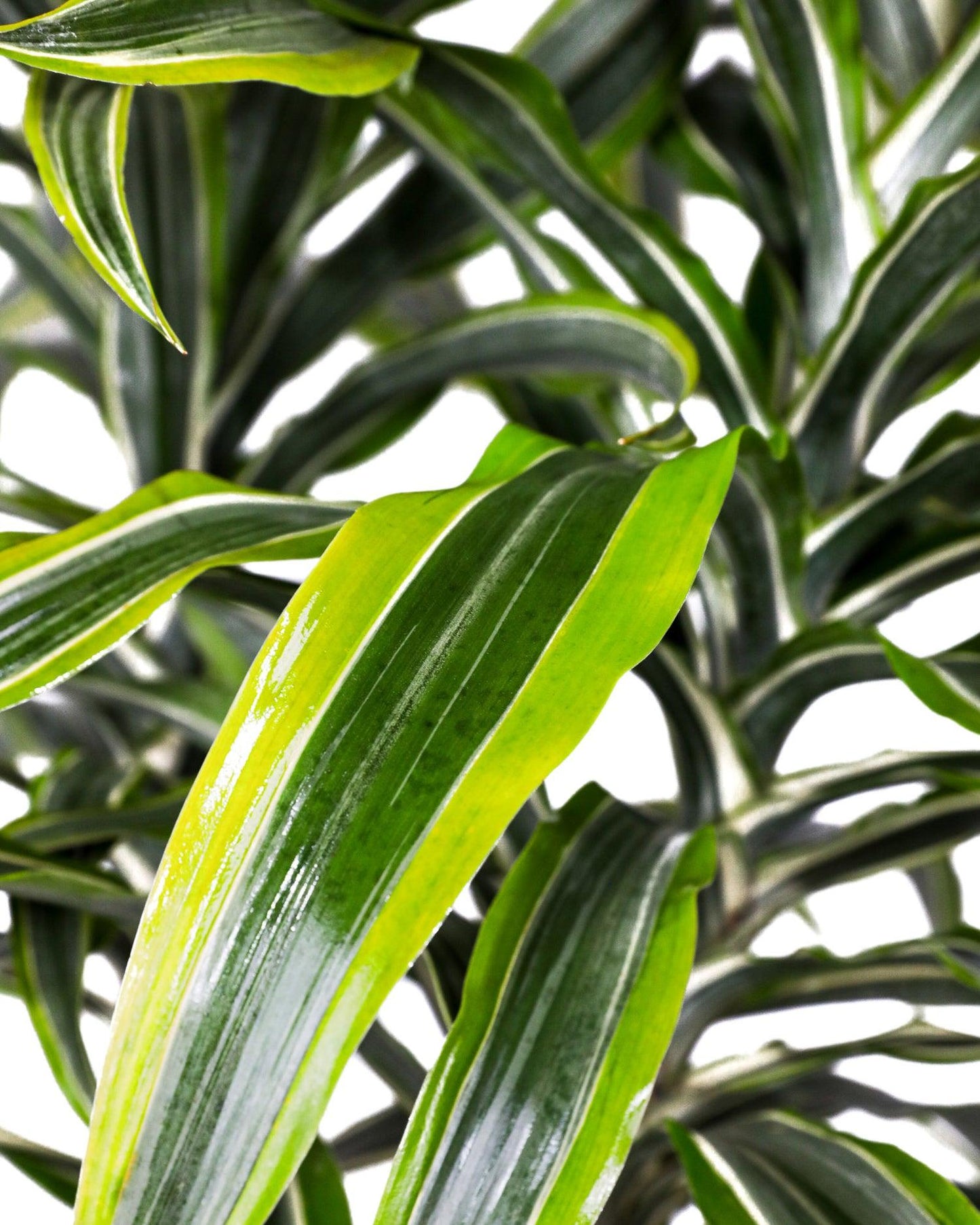 Dracaena Deremensis 'lemon Lime' Bush - View 21 from www redcrocus com