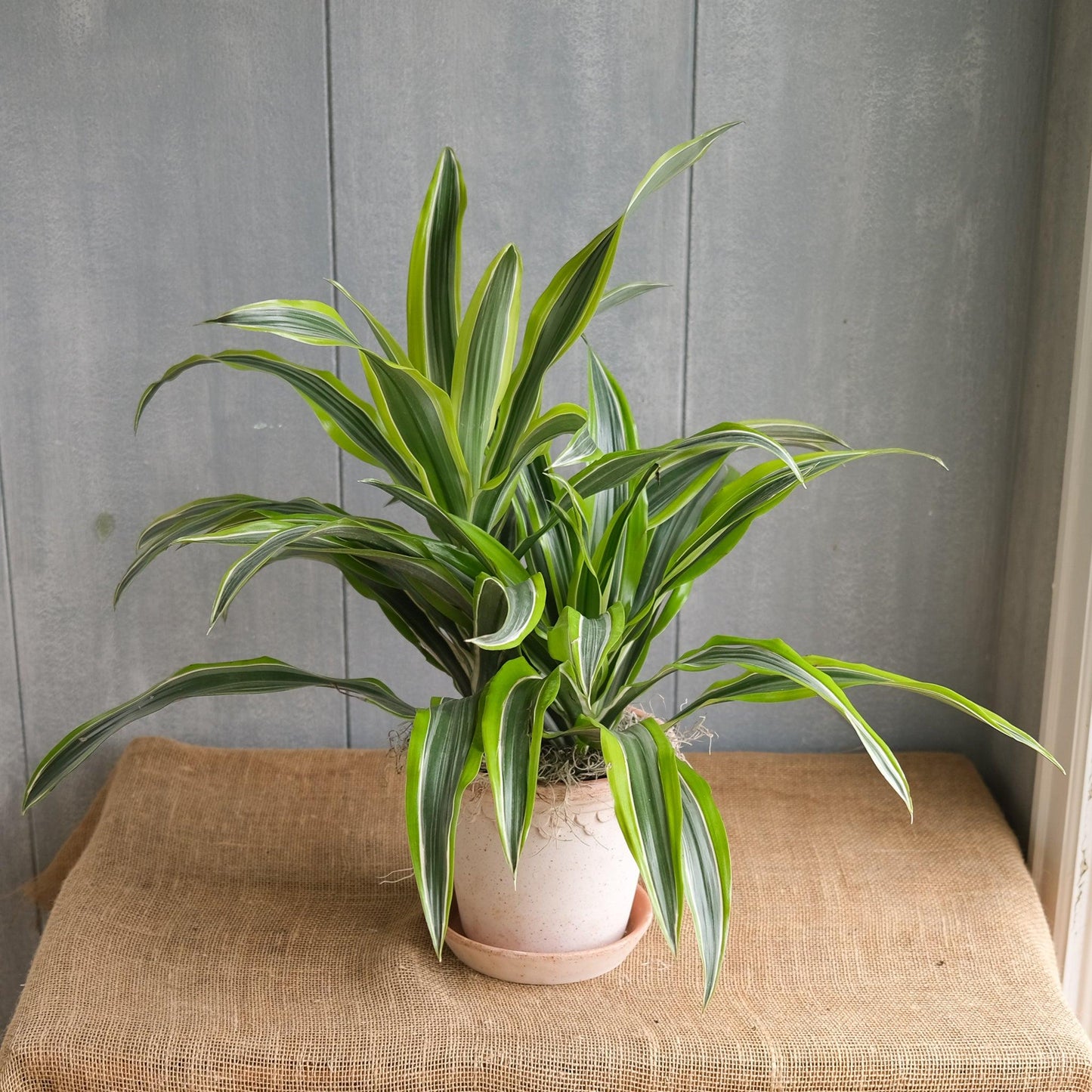 Dracaena Deremensis 'lemon Lime' Bush - View 27 from www redcrocus com