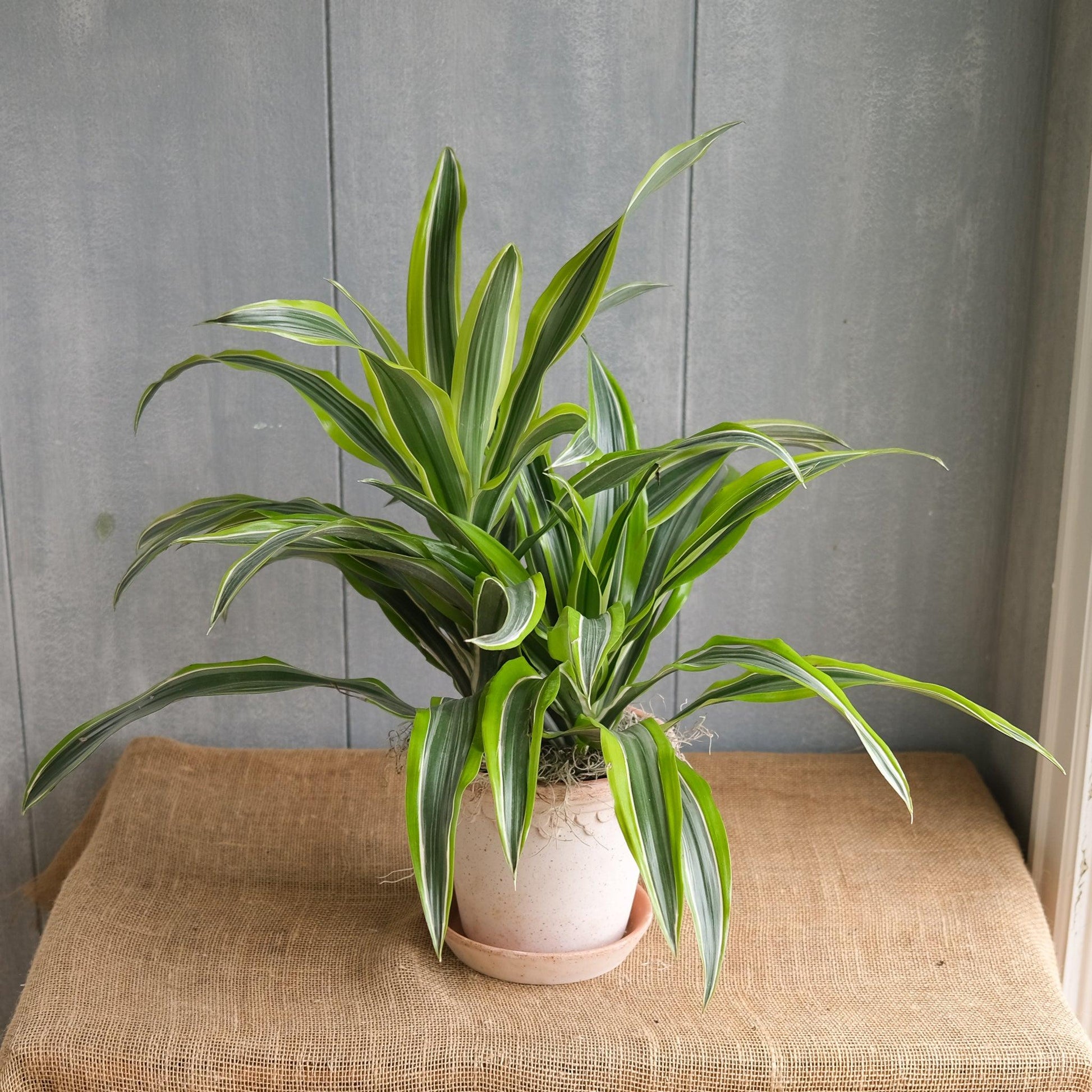 Dracaena Deremensis 'lemon Lime' Bush - View 27 from www redcrocus com