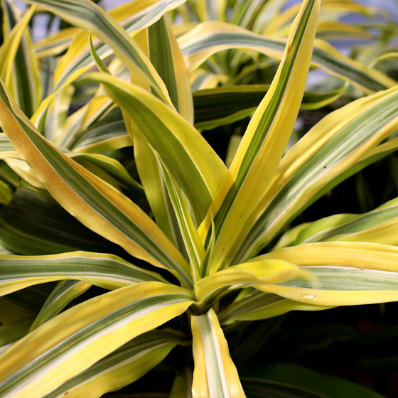 Dracaena Deremensis 'lemon Lime' Bush - View 28 from www redcrocus com